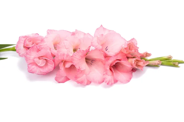 Pink gladiolus spring color — Stock Photo, Image