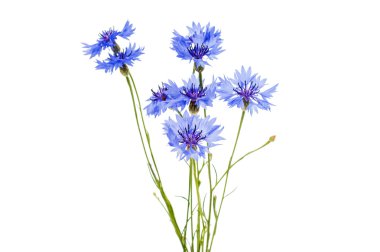 knapweed çiçek