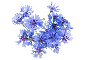 knapweed çiçek