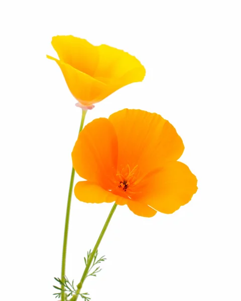 Eschscholzia californica 꽃 — 스톡 사진