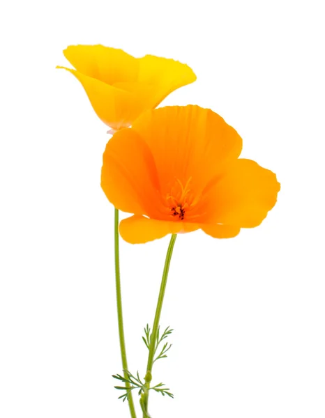 Eschscholzia californica квіти — стокове фото