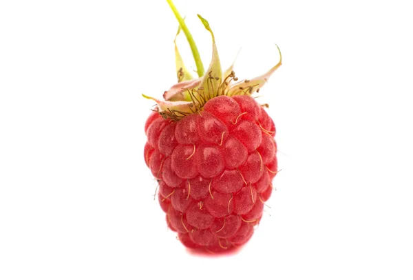 Red Raspberry — Stock Photo, Image