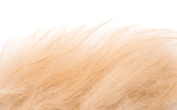 The animal's hair — Stock Photo, Image