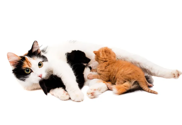 Katze mit Kätzchen — Stockfoto