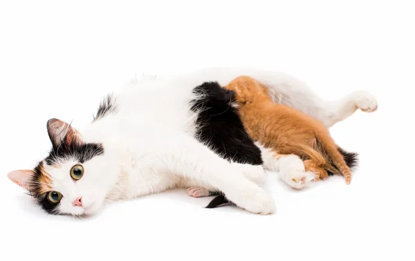 Cat with kittens — Stock Photo, Image