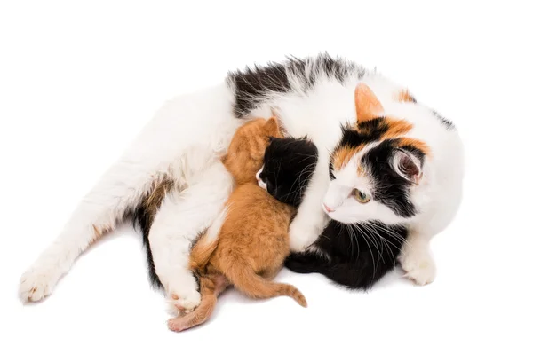 Cat with kittens — Stock Photo, Image