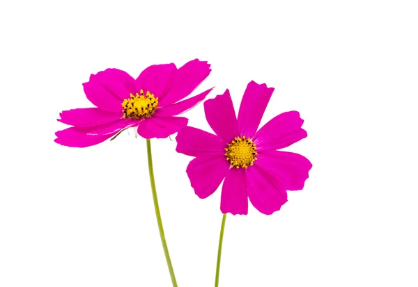 Cosmos flores — Fotografia de Stock