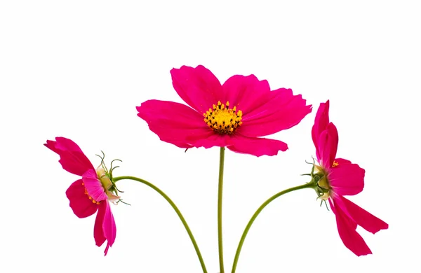 Cosmos flores — Foto de Stock