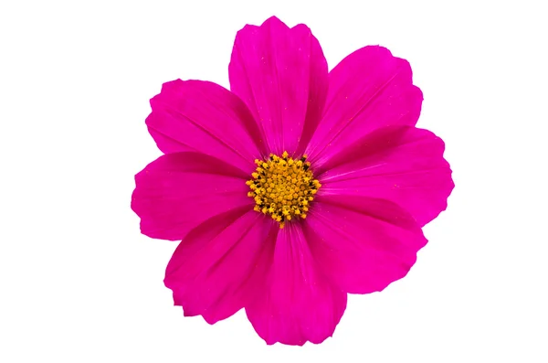 Cosmos Flower — Stock Photo, Image