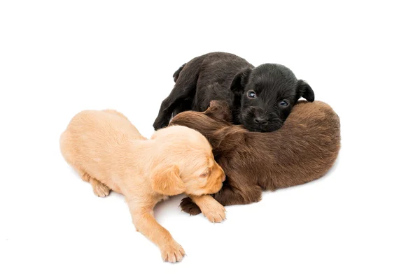 Cachorros spaniel — Fotografia de Stock