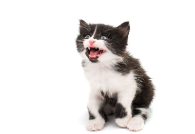 Siyah beyaz kedi