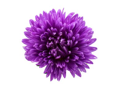 Aster çiçek 