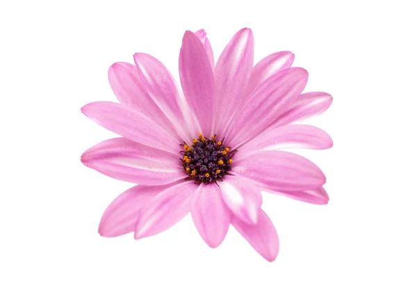 Daisy flower — Stock Photo, Image