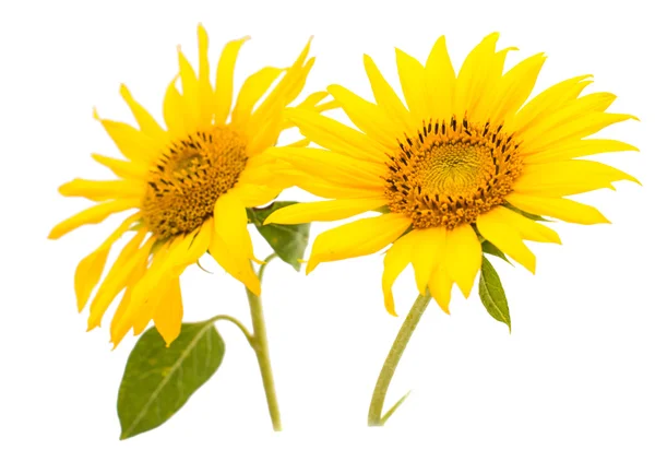 Yellow Sunflowers — Stock Photo, Image