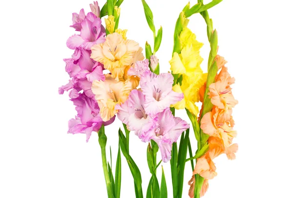 Gladiolus virágok — Stock Fotó