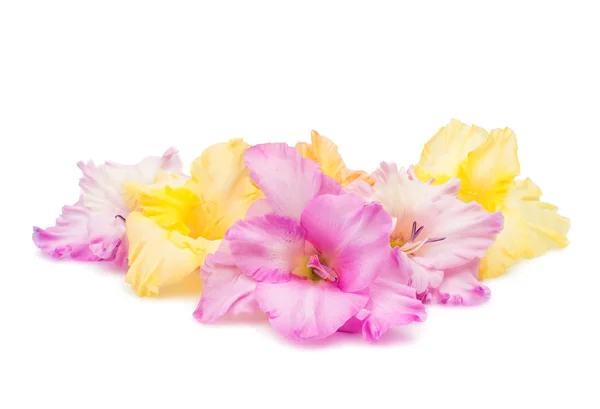 Gladiolus  flowers — Stock Photo, Image