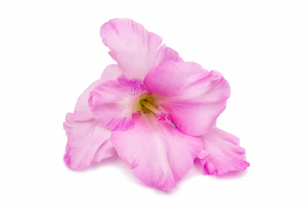 Gladiolus  flower — Stock Photo, Image