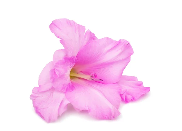 Gladiolus-kukka — kuvapankkivalokuva