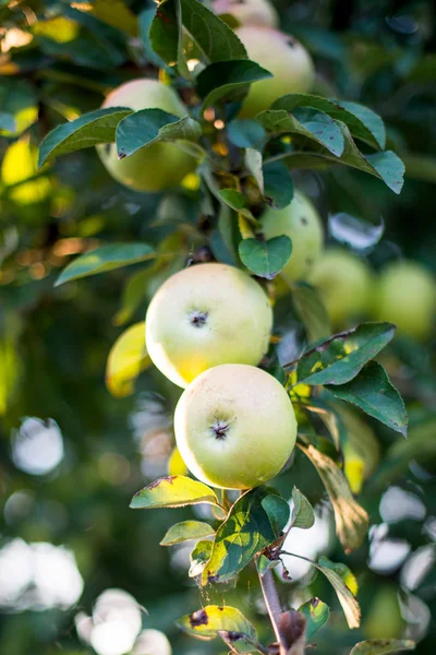 Apple growing — Stock Photo, Image