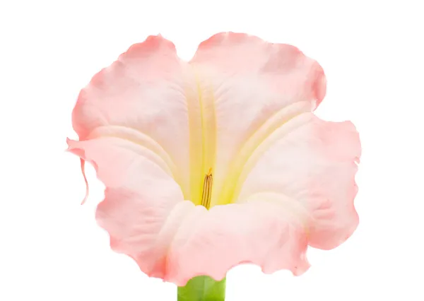 Brugmansia kwiat — Zdjęcie stockowe