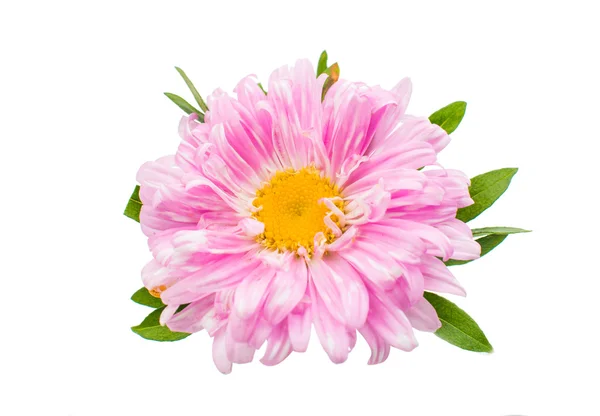 Aster blomma — Stockfoto