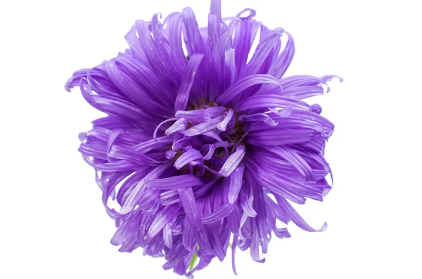 Aster flower — Stock Photo, Image
