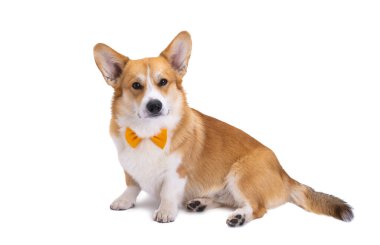 Beyaz arkaplanda izole edilmiş Welsh corgi pembroke portresi 