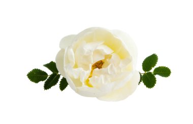 Beyaz arkaplanda izole edilmiş beyaz gül 