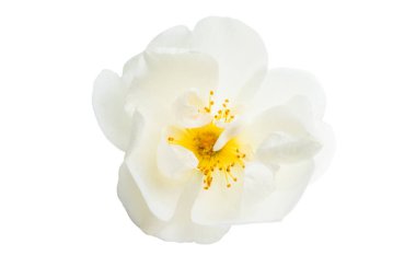 Beyaz arkaplanda izole edilmiş beyaz gül 