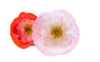 Beyaz arka planda izole edilmiş güzel gelincik çiçeği.