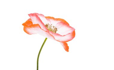 Beyaz arka planda izole edilmiş güzel gelincik çiçeği.