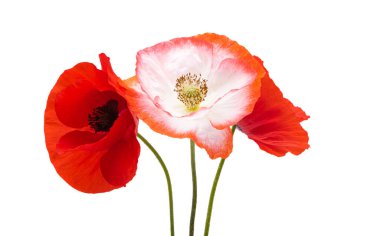 Beyaz arka planda izole edilmiş güzel gelincik çiçeği.