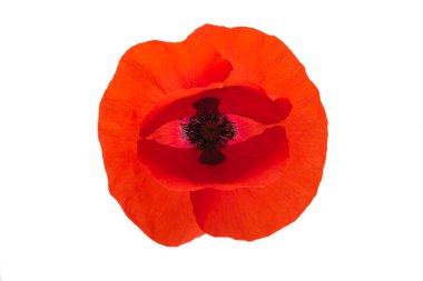 Beyaz arka planda izole edilmiş güzel gelincik çiçeği.