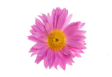 Kasımpatı çiçeği beyaz arkaplanda izole edilmiş. 