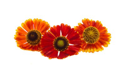 Gelenium çiçekleri beyaz arkaplanda izole 