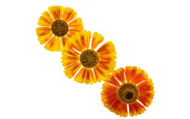 Gelenium çiçekleri beyaz arkaplanda izole 