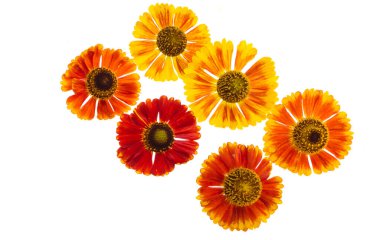 Gelenium çiçekleri beyaz arkaplanda izole 