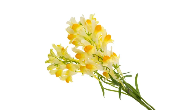 白地に孤立したスナンバーワンの花 — ストック写真