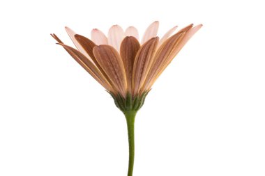 Osteosperumum Çiçek Papatyası Beyaz Arkaplanda İzole Edildi