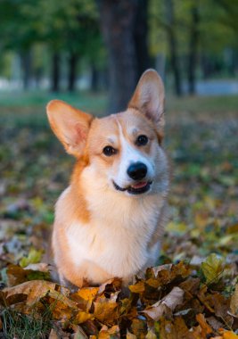 Gal Corgi Pembroke 'un sonbahar günü portresi 