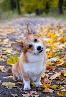 Gal Corgi Pembroke 'un sonbahar günü portresi 