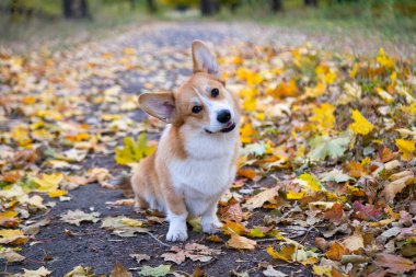 Gal Corgi Pembroke 'un sonbahar günü portresi 