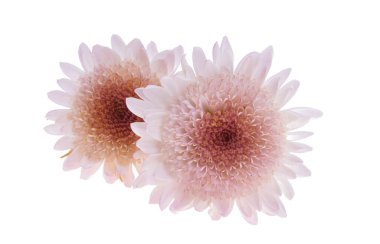 Güzel kasımpatı çiçeği beyaz arka planda izole edilmiş. 