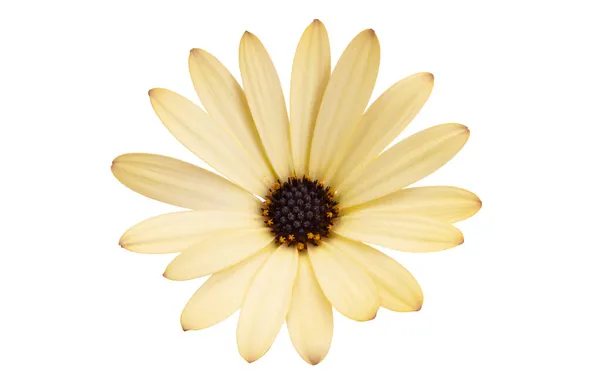 Osteosperumum Blume Gänseblümchen Isoliert Auf Weißem Hintergrund — Stockfoto