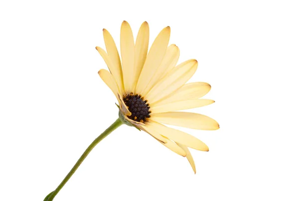 Osteosperumum Blume Gänseblümchen Isoliert Auf Weißem Hintergrund — Stockfoto