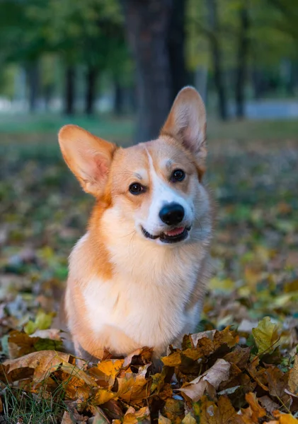 Retrato Galês Corgi Pembroke Dia Outono — Fotografia de Stock