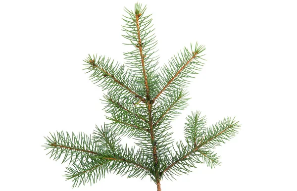 Spruce Branch Isolated White Background — Stock Photo, Image