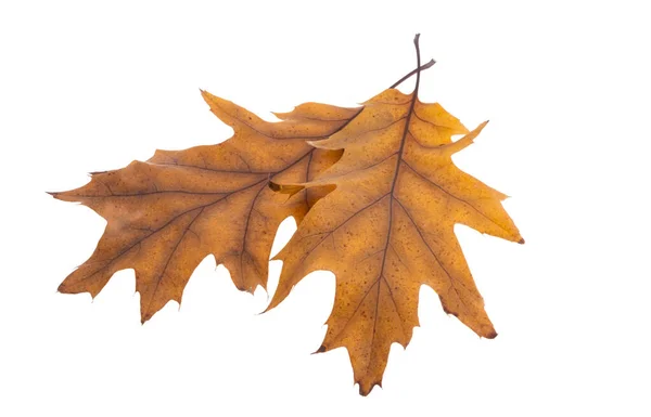 Herfst Eikenbladeren Geïsoleerd Witte Achtergrond — Stockfoto