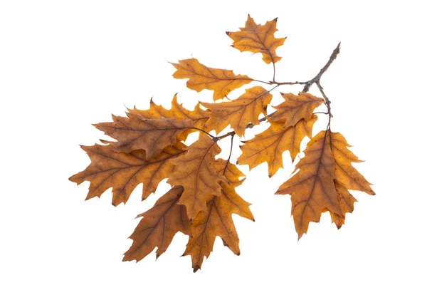 Herfst Eikenbladeren Geïsoleerd Witte Achtergrond — Stockfoto
