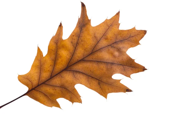 Hojas Roble Otoño Aisladas Sobre Fondo Blanco — Foto de Stock